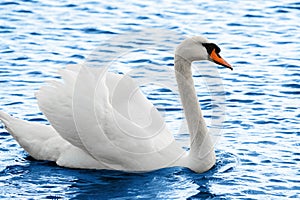 Swan spreading wings on lake