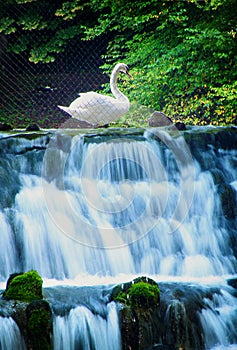 Swan and spring of the Bosna River