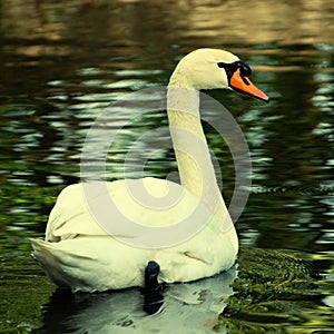 Swan, square toned image