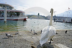 A swan stand up and looking touring boat come to pier in Lucerne Lake