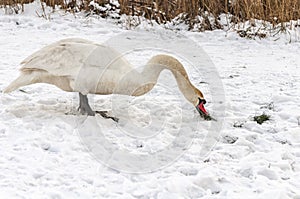 Swan standing in the snow