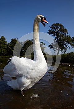 Swan standing in a water and hiss