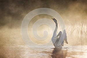 Swan stretching its wings on River Avon on a misty morning