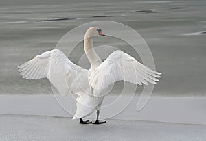 swan stretching out its wings on a frozen lake