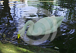 Swan in summer, a beautiful waterfowl, drinks water