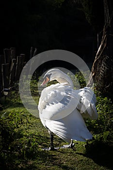 Swan in the sun