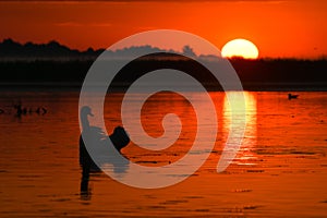 Swan at sunrise in the Danube Delta Biosphere Reserve in Romania.