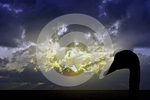 Silhouette of a swan with sunrise over the ocean before storm in background