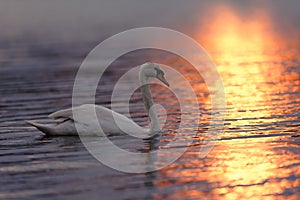 Swan on Sunset Lit Water