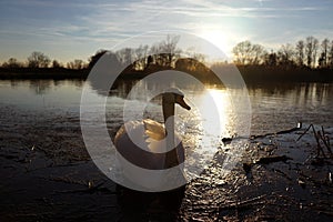 Swan on sunset pond