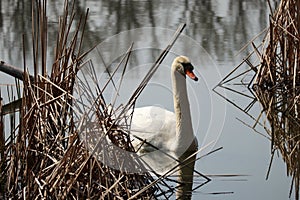 Swan on surface of Budkovianske rybniky near Holic, Slovakia