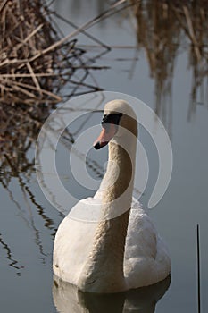 Swan on surface of Budkovianske rybniky near Holic, Slovakia