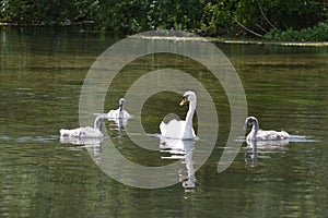 Swan surrounded by Signets