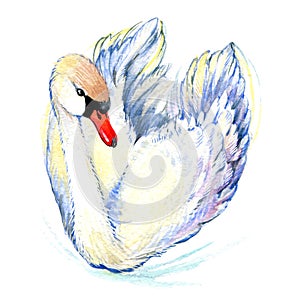 Swan. Swan Watercolor drawing