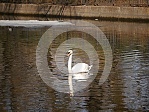 A swan swiiming in the lake