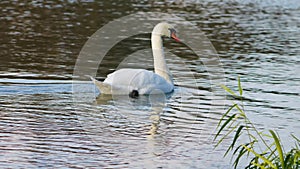 Swan swim on the surface of a river next to green  water plants