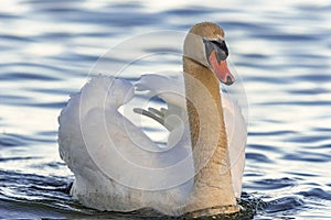 Swan Swiming in the Lake