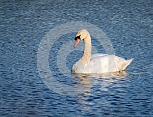 Swan swiming in sea at Inverkip Scotland UK on summers day photo
