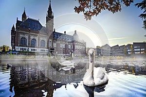 Swan swimming in Autumn mist