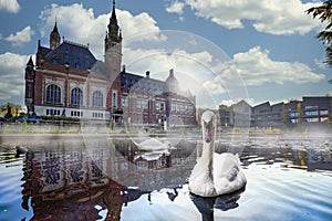 Swan swimming in Autumn mist