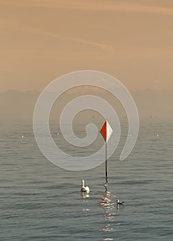 Swan swimming away on Geneva lake near to Rolle
