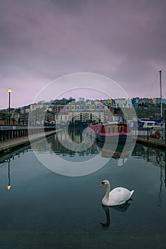 Swan Swimming at Bristol Marina