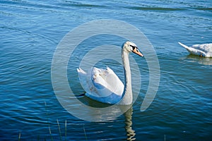 Swan swimming on Danube river in Austria.