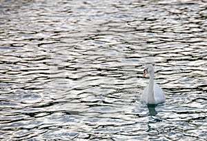 Swan swimming in a enormous river sea lake