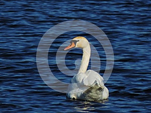 Swan is swimming in a lake