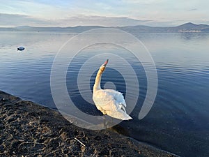 Swan Swimming In lake