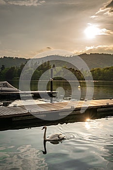 A swan swimming in a lake need a wooden pier during a beautiful romantic sunset.