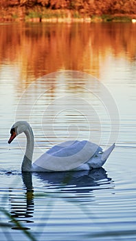 The swan swimming in the lake poland photo