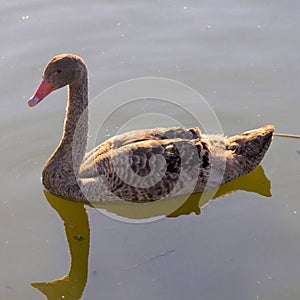 Swan swimming in a lake reservoir in park.