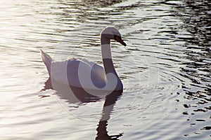 Swan swimming in a lake reservoir in park.