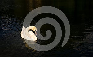 Swan swimming in the lake. Slovakia