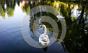 Swan swimming in the lake. Slovakia