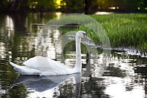 Swan