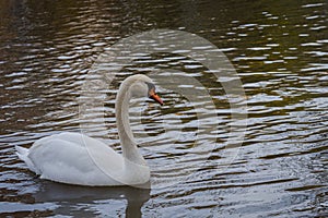 Swan swimming peacefully and quietly in a pond on winter in Spain
