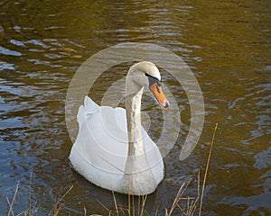 Swan swimming peacefully and quietly in a pond on winter in Spain