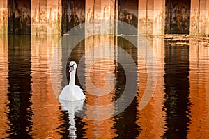 Swan swimming in raritan bay