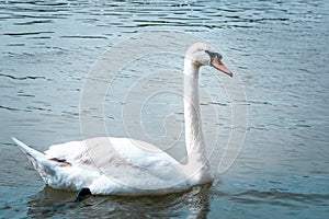 Swan is swimming on the river