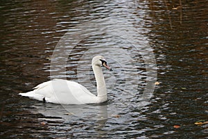Swan swimming on the river Lea