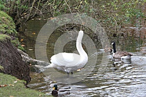 Swan swimming on the river Lea