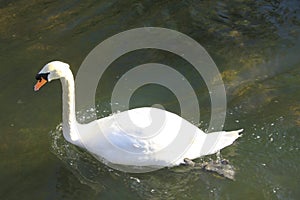 Swan swimming - Salisbury