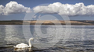 Swan swimming in the sea at Arran