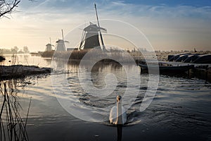 Swan swimming in a stream in a winter landscape