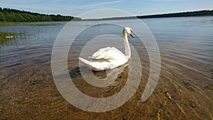 Swan swimming to lake from shore