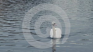 Swan swimming towards camera into Close Shot leaving a group of Swans behind in the Landwehr Canal in Berlin on calm