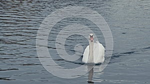 Swan swimming towards camera in the Landwehr Canal in Berlin on calm water. Camera panning.