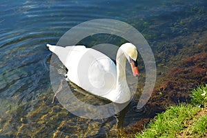 Swan swimming towards lake shore